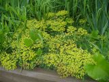 Euphorbia cyparissias. Цветущее растение. Ставропольский край, г. Кисловодск, музейный комплекс «Крепость», клумба у входа в крепость. 23.05.2014.