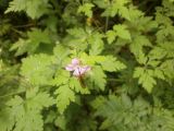 Geranium robertianum. Цветущее растение. Крым, Симферопольский район, Перевальненское лесничество 06.06.2014.