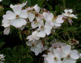 Rosa multiflora. Верхняя часть соцветия. Германия, г. Дюссельдорф, Ботанический сад университета. 02.06.2014.