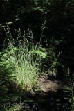 Dactylis glomerata. Плодоносящие растения. Молдова, Каларашский р-н, лес возле с. Бравичи. 25.06.2014.