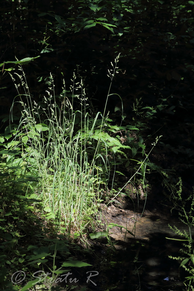 Image of Dactylis glomerata specimen.