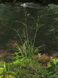 Carex remota