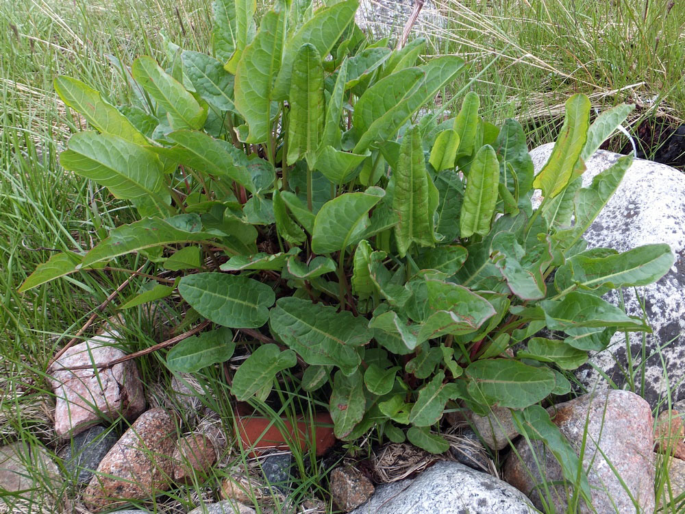 Image of Rumex aquaticus specimen.