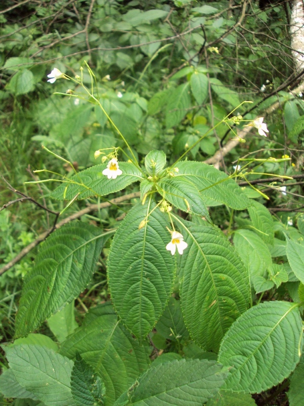 Image of Impatiens parviflora specimen.