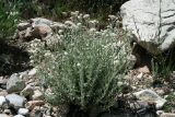 Anaphalis velutina