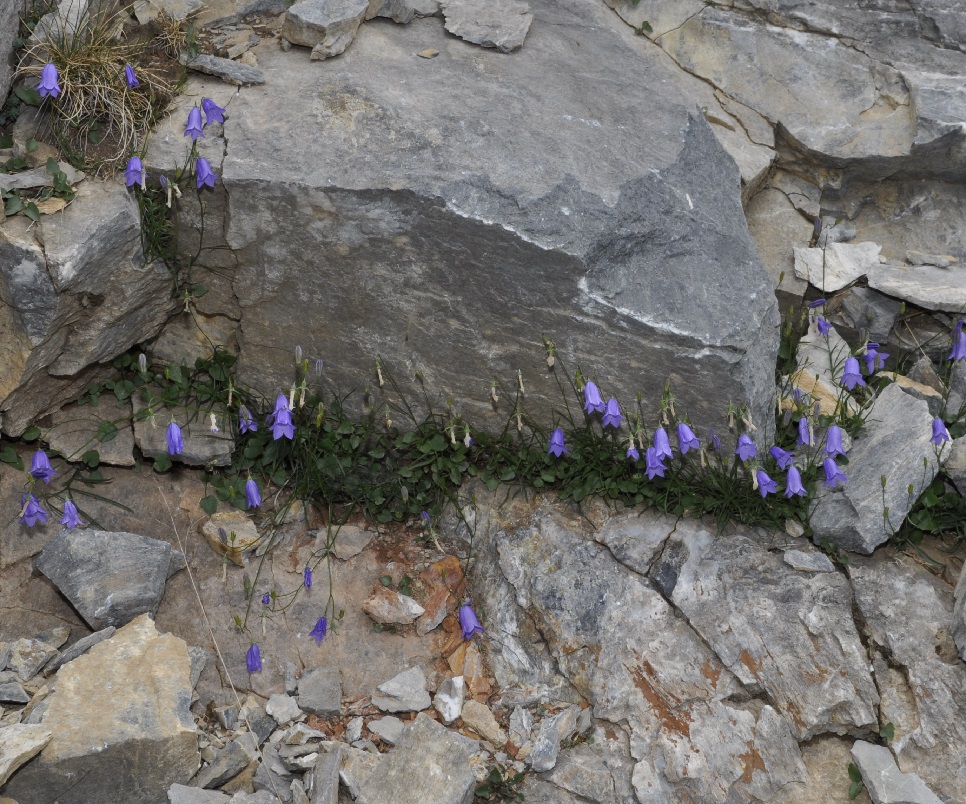 Image of Campanula rotundifolia specimen.