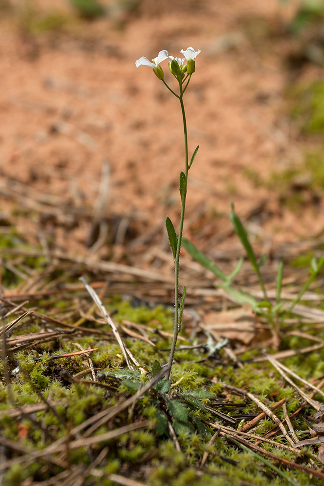 Изображение особи Arabidopsis arenosa.