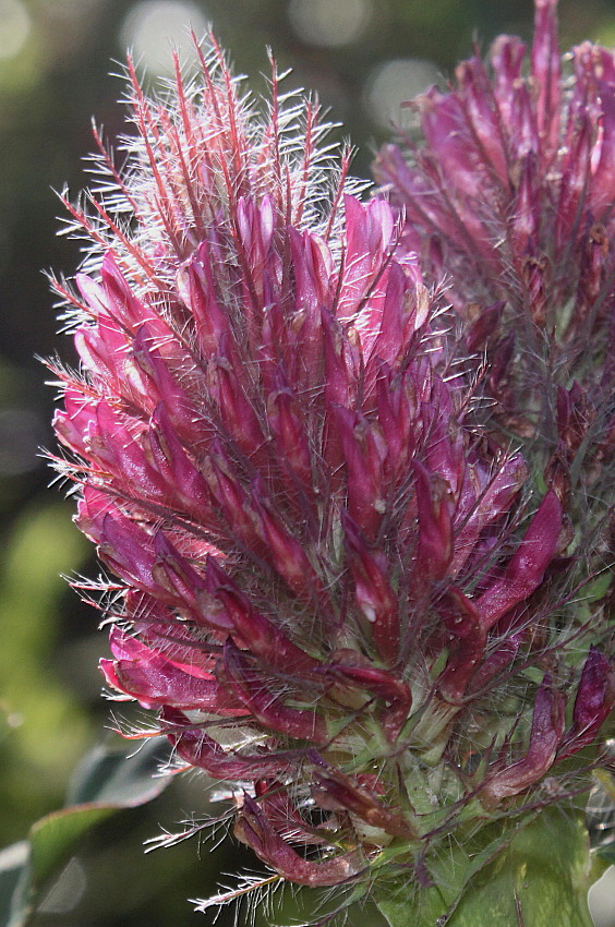 Image of Trifolium rubens specimen.