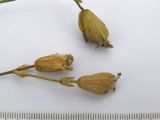 Image of taxon representative. Author is Сергей Банкетов