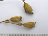 Silene lychnidea