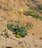 Senecio glaucus