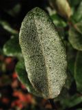Elaeagnus &times; submacrophylla