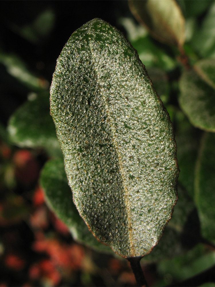 Image of Elaeagnus &times; submacrophylla specimen.