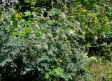 Cirsium chlorocomos. Цветущие растения. Карачаево-Черкесия, окр. пос. Домбай, долина р. Алибек. 29.07.2014.