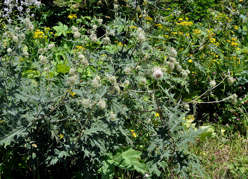 Image of Cirsium chlorocomos specimen.