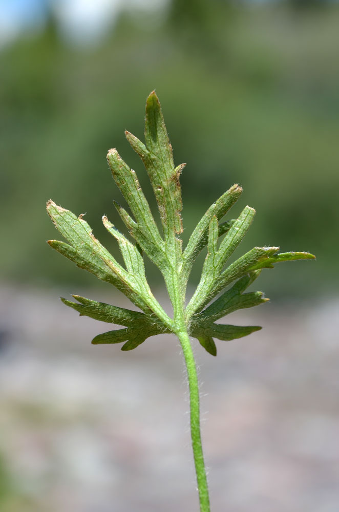 Image of Ranunculus polyanthemos specimen.