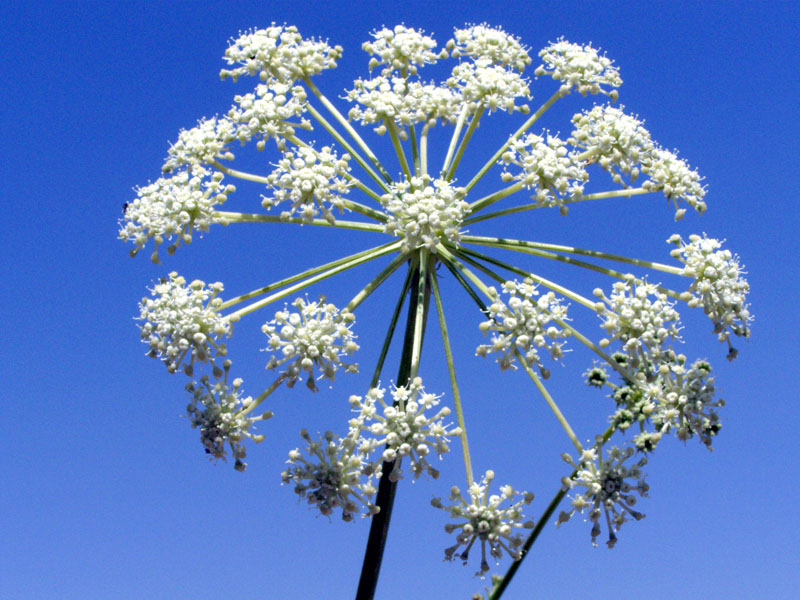 Image of Mediasia macrophylla specimen.