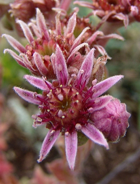 Изображение особи Sempervivum pumilum.