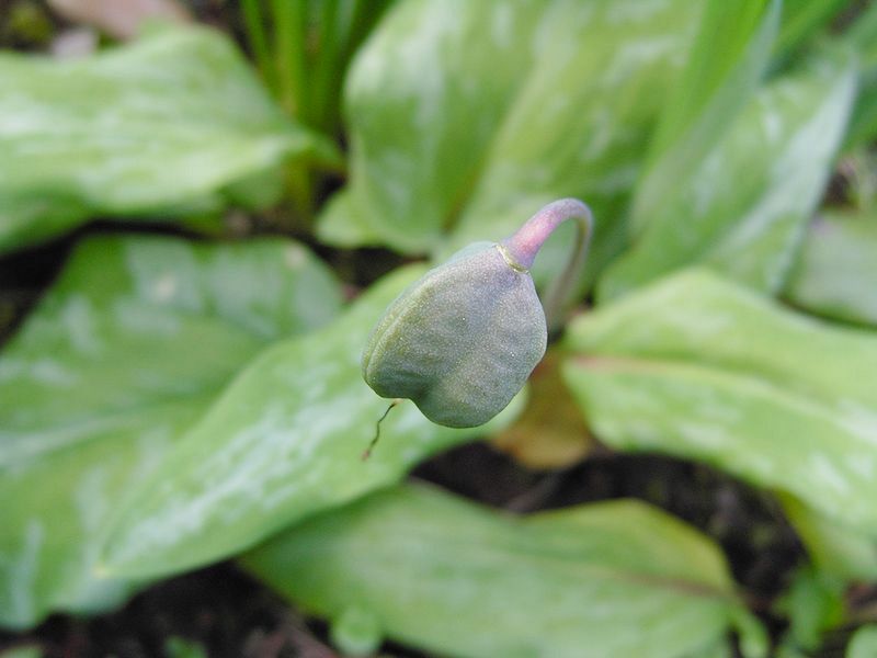 Image of Erythronium japonicum specimen.