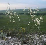 Galium octonarium