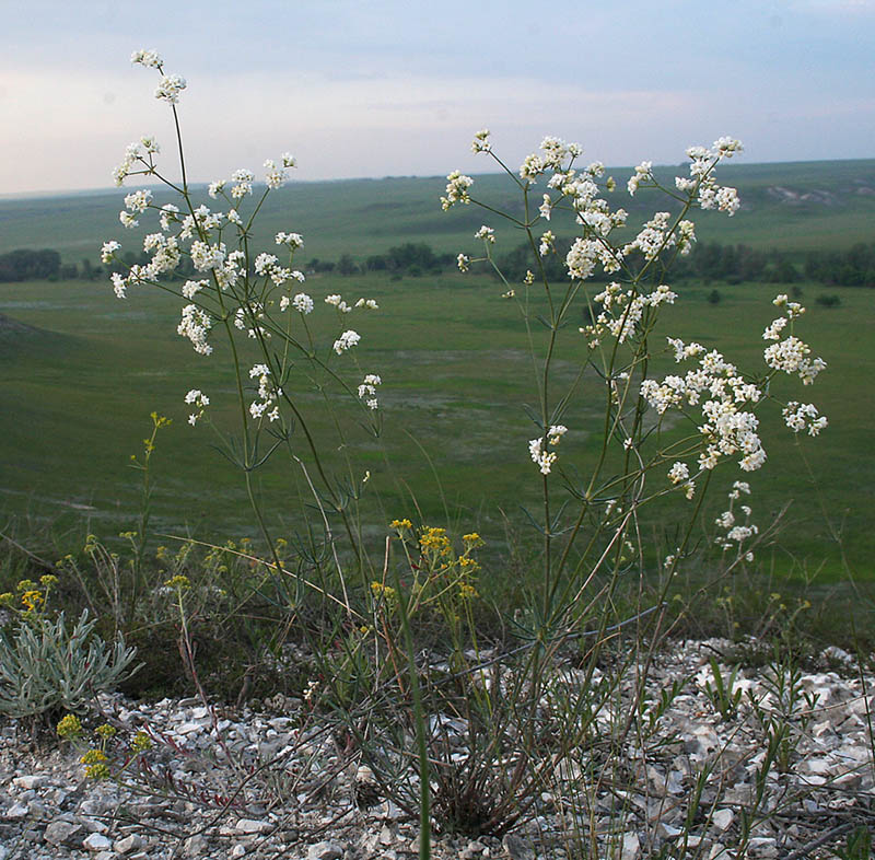 Изображение особи Galium octonarium.