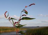 Persicaria lapathifolia