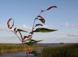 Persicaria lapathifolia. Побеги с соцветиями. Новосибирская область, сентябрь 2009 г.