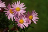 Chrysanthemum indicum. Верхушка цветущего растения. Московская обл., Раменский р-н, окр. дер. Хрипань, дачный участок. 21.09.2009.