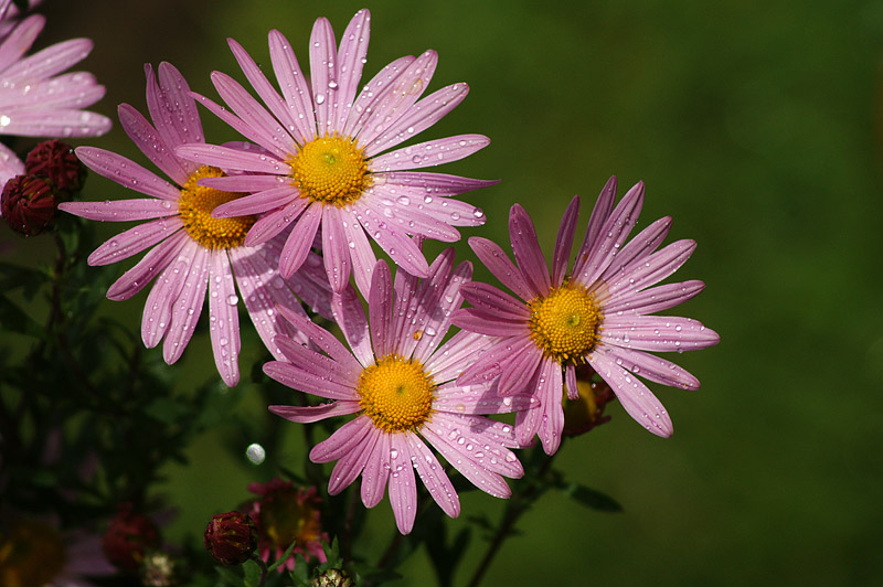 Изображение особи Chrysanthemum indicum.