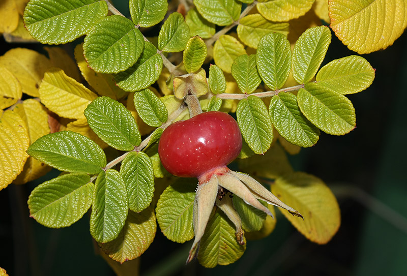 Image of Rosa rugosa specimen.