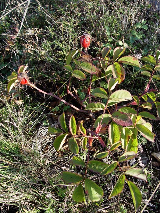 Image of Rosa marginata specimen.