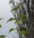 Populus alba
