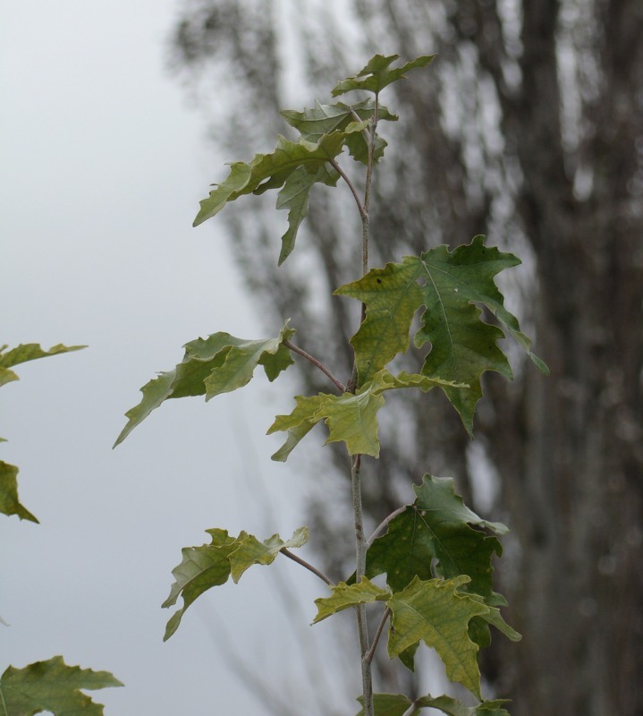 Изображение особи Populus alba.