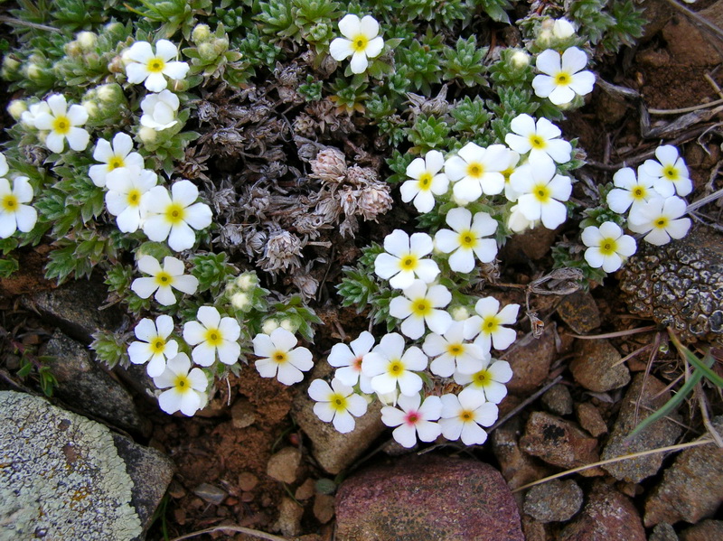 Изображение особи Androsace sericea.