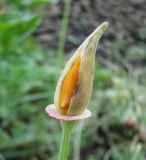 Eschscholzia californica