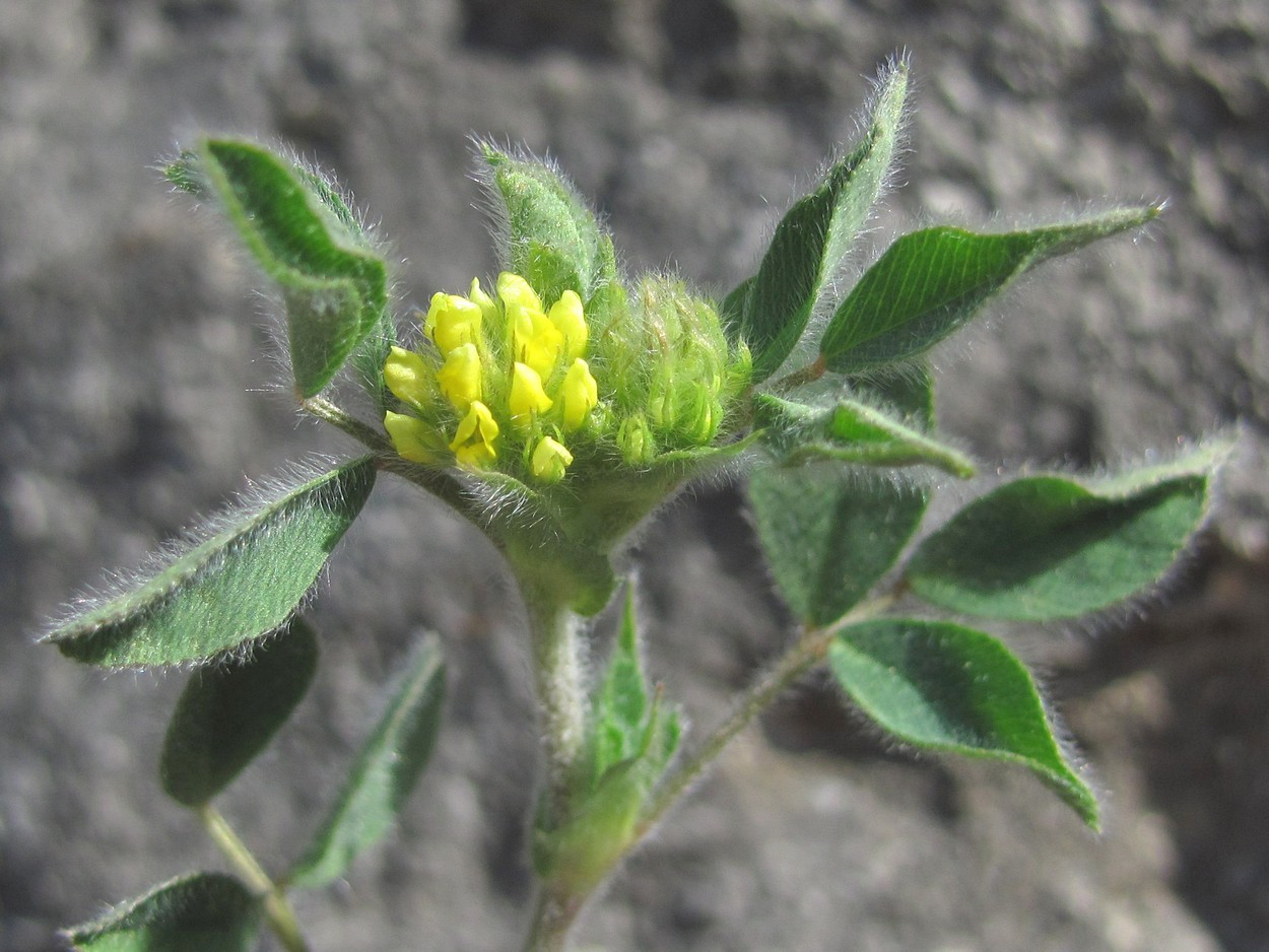 Image of Melilotoides brachycarpa specimen.