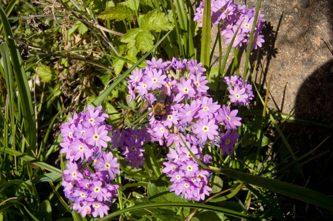 Image of Primula algida specimen.