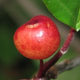 Frangula alnus