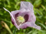 Papaver somniferum. Цветок. Ленинградская обл., Ломоносовский р-н, пос. Дубки, одичавшее на дачном участке. 12.07.2014.