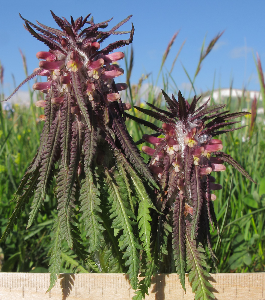 Изображение особи Pedicularis wilhelmsiana.