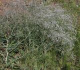 Gypsophila paniculata. Цветущее растение. Белгородская обл., окр. пос. Борисовка, Острасьев яр. 30.06.2009.