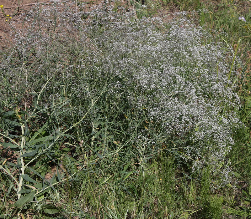 Image of Gypsophila paniculata specimen.