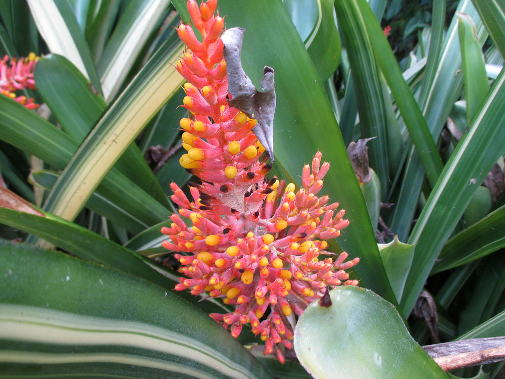 Image of Aechmea caudata specimen.