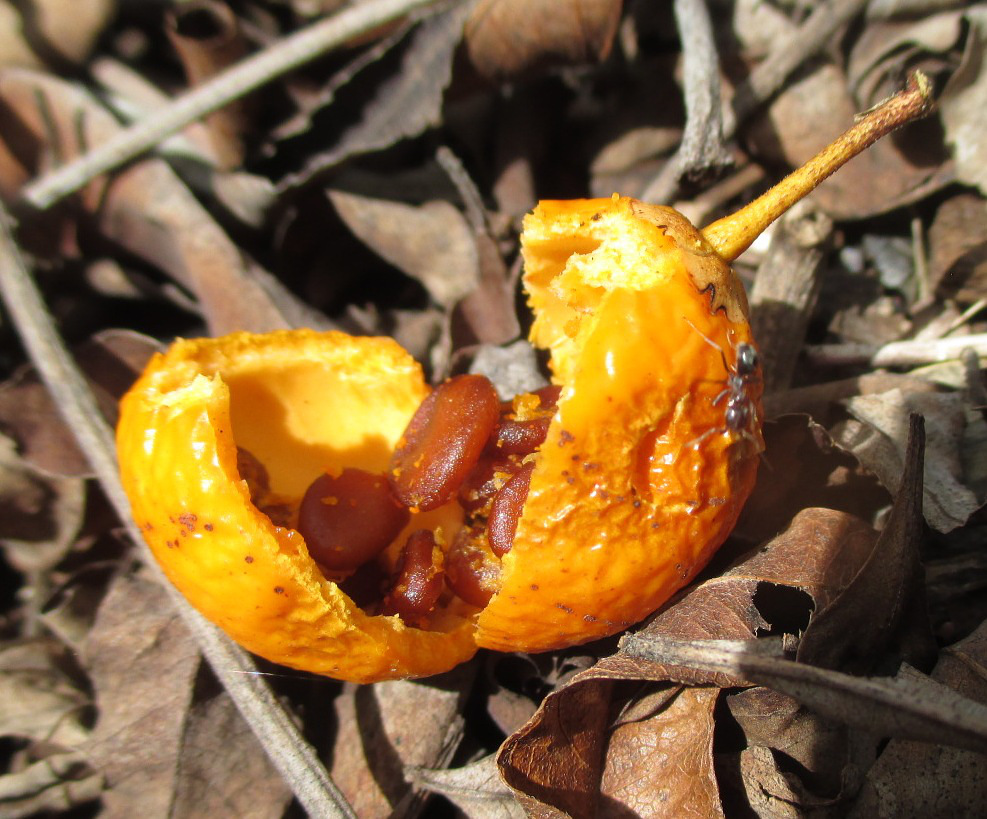 Image of Bonellia macrocarpa specimen.