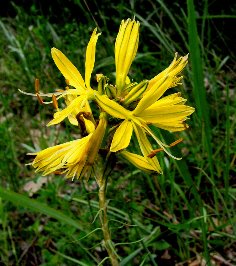 Изображение особи Asphodeline lutea.