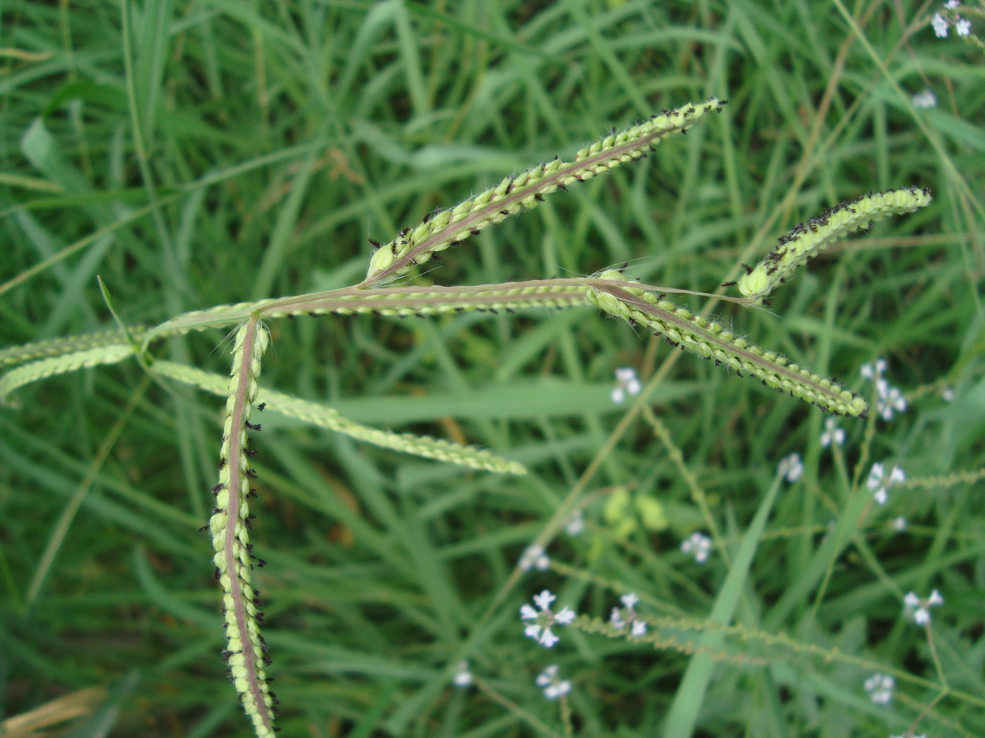 Image of Paspalum dilatatum specimen.