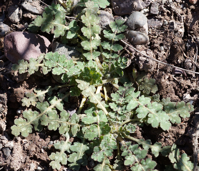 Изображение особи Glaucium squamigerum.