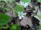 Ornithogalum woronowii. Цветки. Москва, территория МГУ. 25.05.2015.