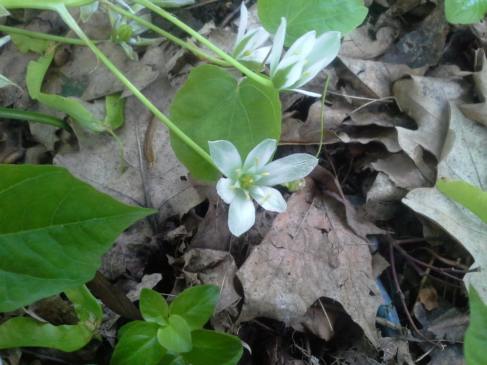 Изображение особи Ornithogalum woronowii.