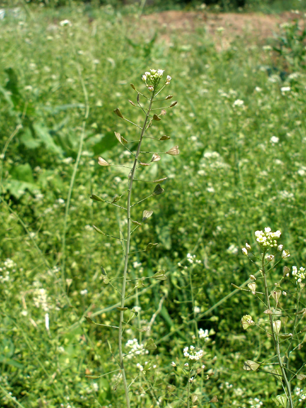 Изображение особи Capsella bursa-pastoris.